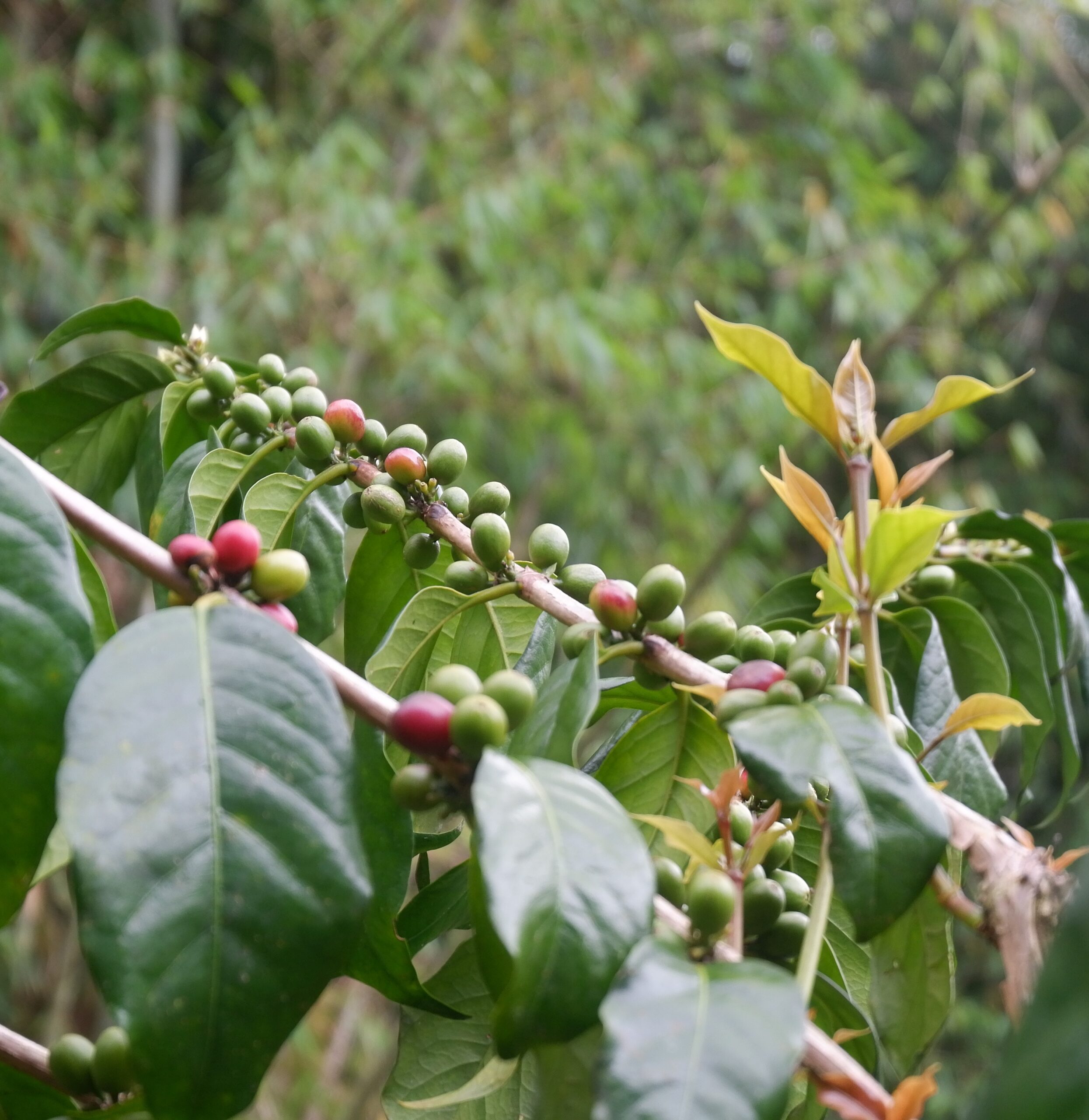 TORAJA ARABICA COFFEE GREEN