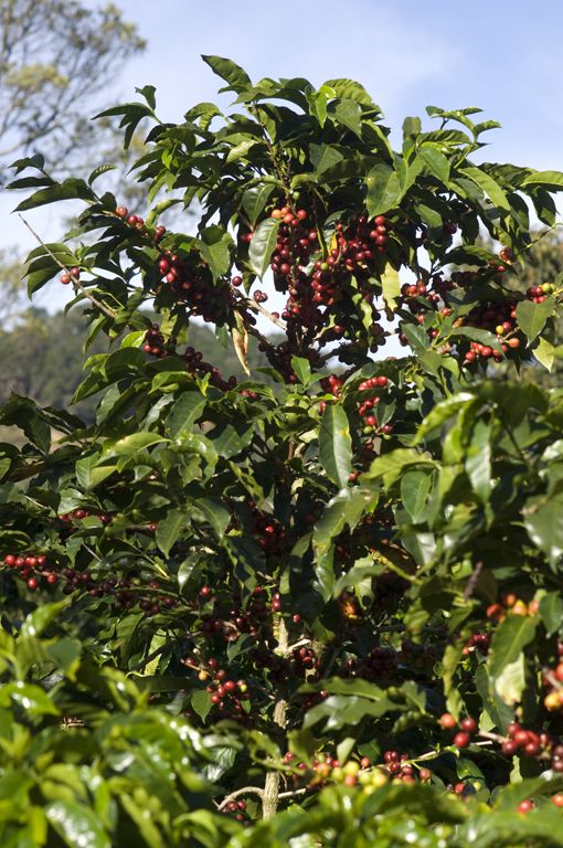 TORAJA ARABICA COFFEE TREE