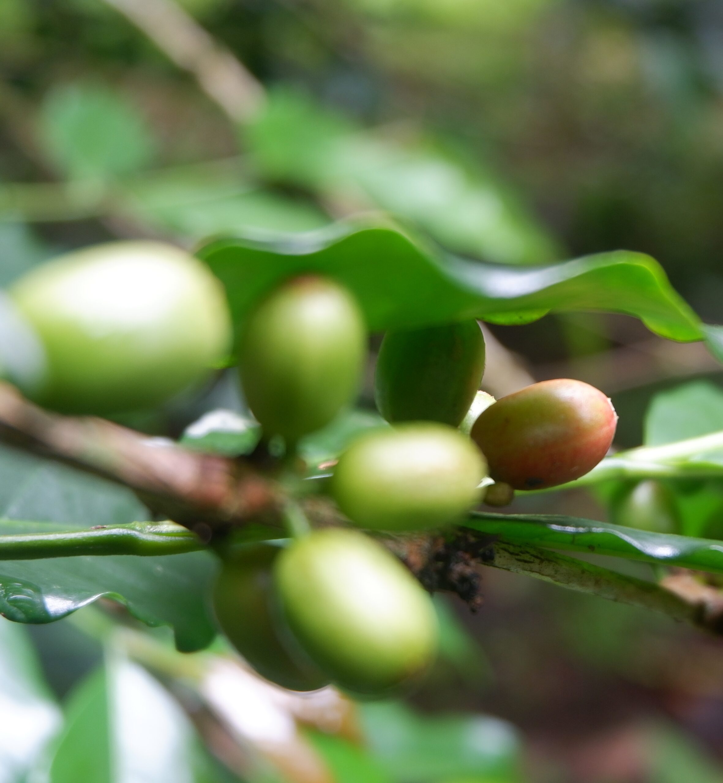 TORAJA COFFEE BEAN
